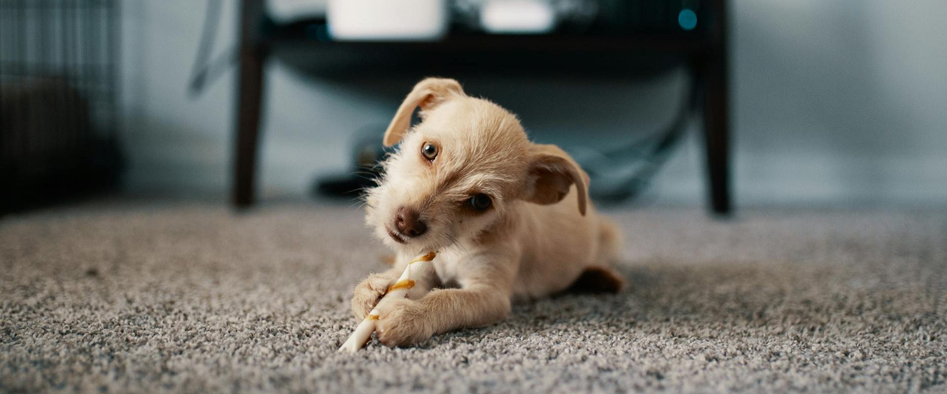 carpet cleaning in palmer woods michigan