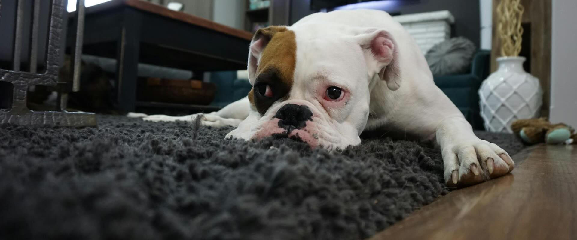 Finding a Carpet Cleaning Service in Huntington Woods, Michigan