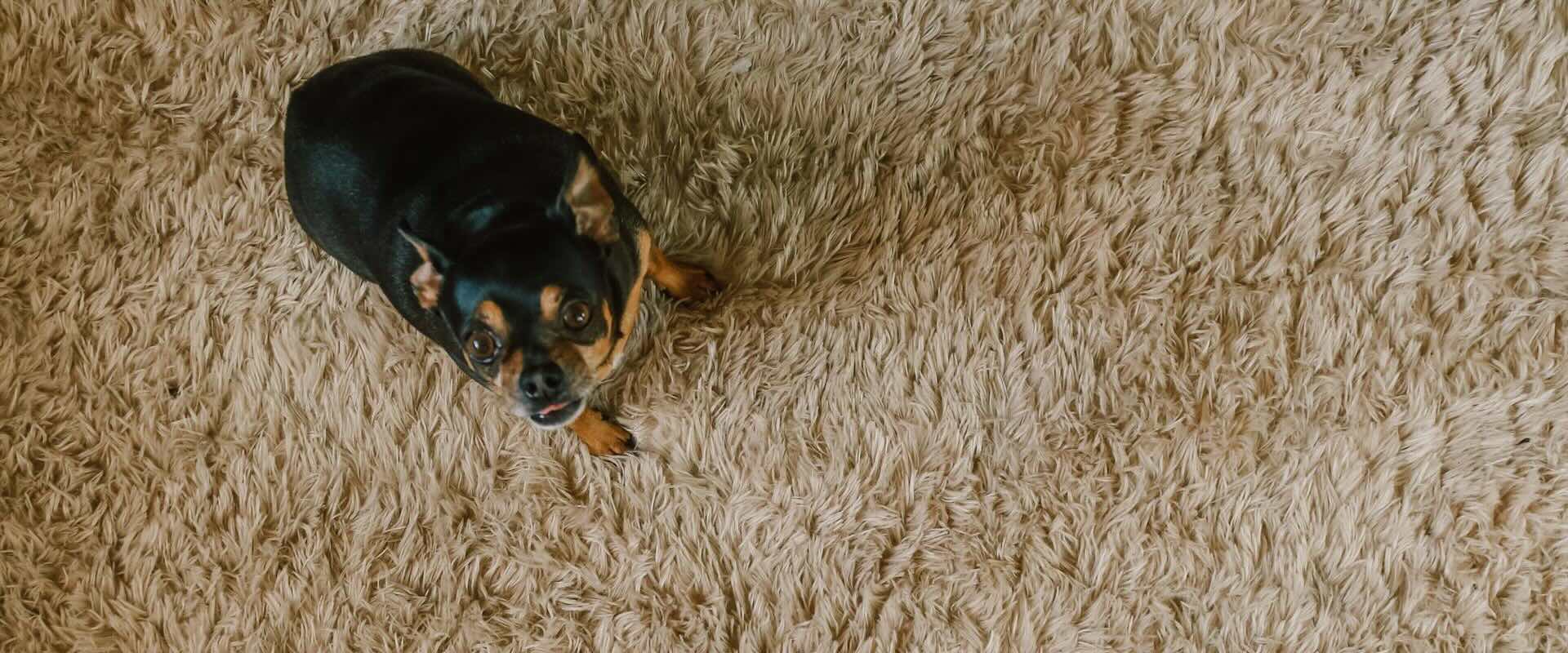 Carpet Cleaning in Ferndale Michigan